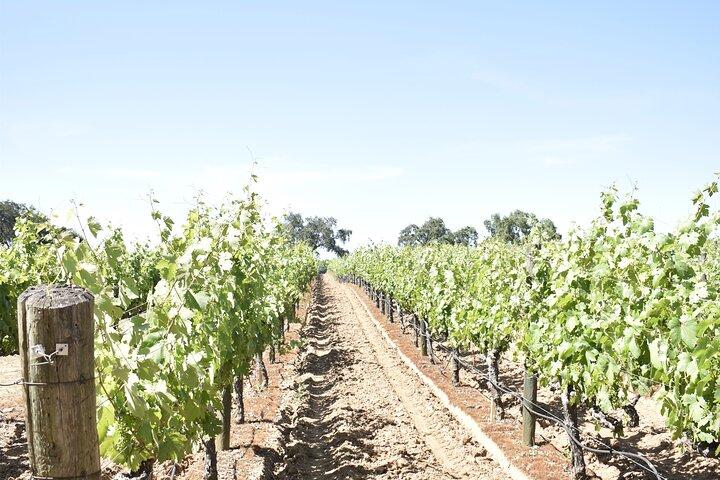 Lodi vinsmagningsture Tilpasset privat vintur
