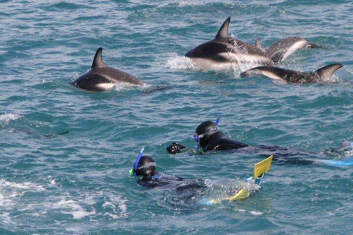 Kaikoura Whale and Dolphin Overnight Tour fra Christchurch