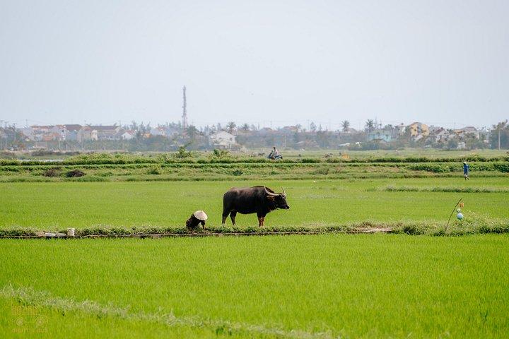 HoiAnGO 地元の生活を体験: 電気自動車で田舎を散策