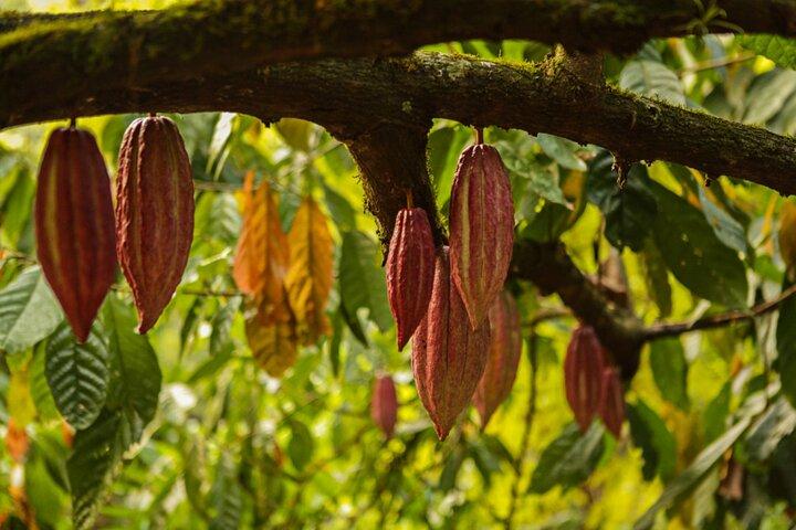 ボンでのBean to Barチョコレートのミニテイスティング