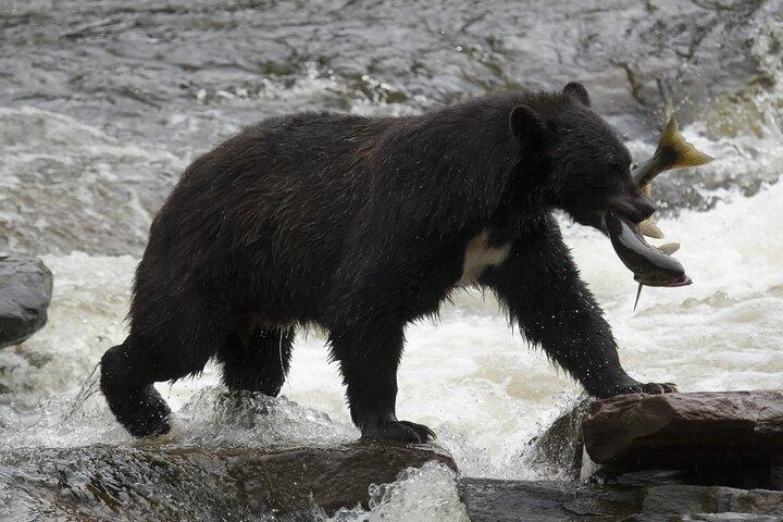Alaskan Bear Encounter ved land og hav