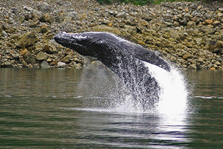 Ultimate Whale Watch e Tracy's Crab Shack