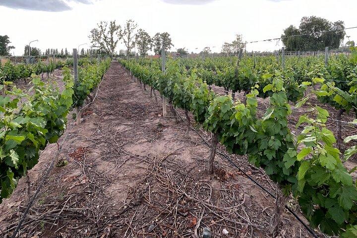 Tour de Bodegas Medio Día