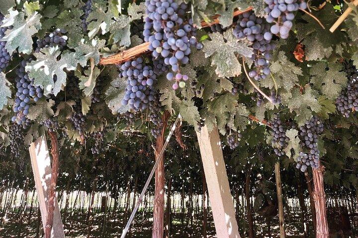 Tour de Bodegas Medio Día