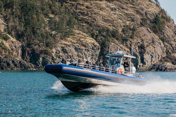 Excursión de Avistamiento de Ballenas Anacortes - Zodiac Boat