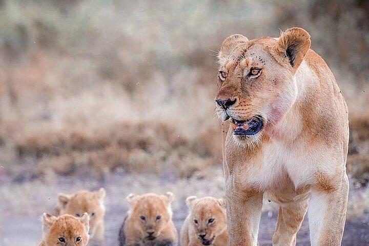 Safari privado de 7 días en Tanzania
