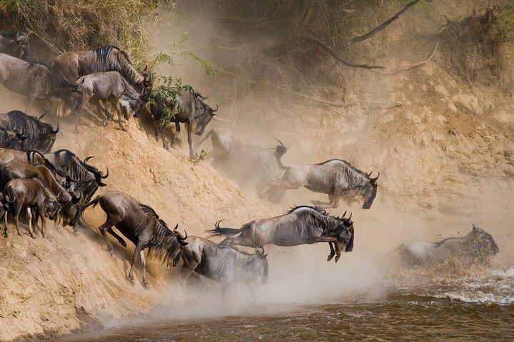 10 dages Wildebeest River Crossing Tour