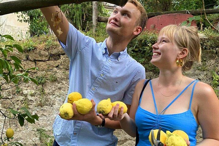 Sorrento Lemon Picking Experience e Degustazione Limoncello