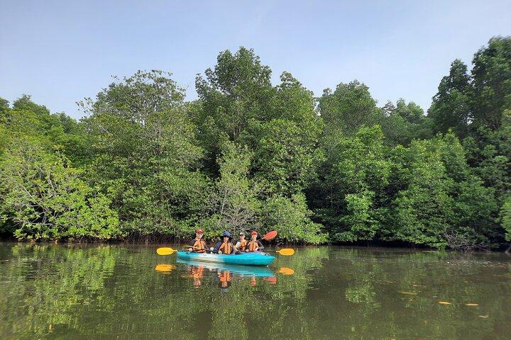 Exploração do rio e Mangrove Nature Tour por caiaque