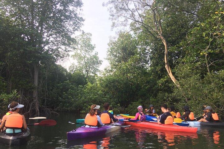 Exploração do rio e Mangrove Nature Tour por caiaque