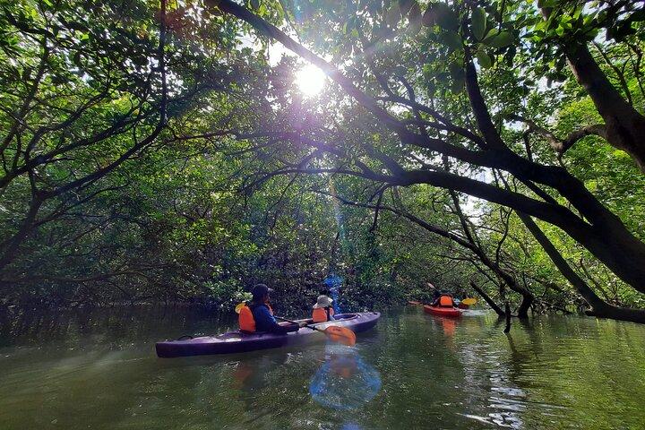 Exploração do rio e Mangrove Nature Tour por caiaque