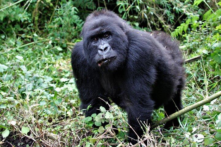 2 días de caminata de gorilas en Uganda