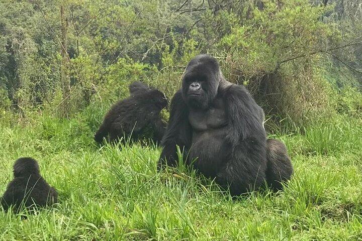 2 días de caminata de gorilas en Uganda