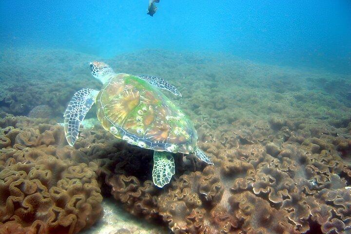 Delfinsafari og snorkling i Muscat