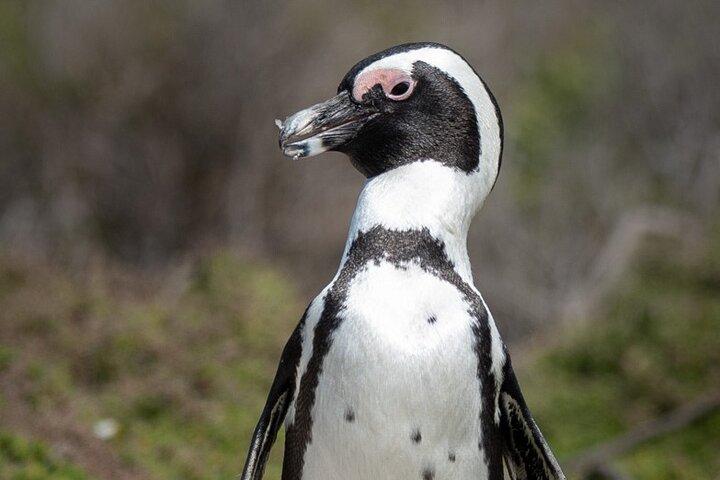 Excursão privada de um dia à Península do Cabo e Pinguins, entradas incluídas.