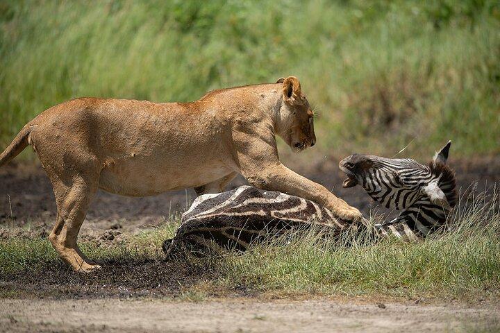 7日間のタンザニア野生動物サファリ:マニャラ、ンゴロンゴロ、セレンゲティ