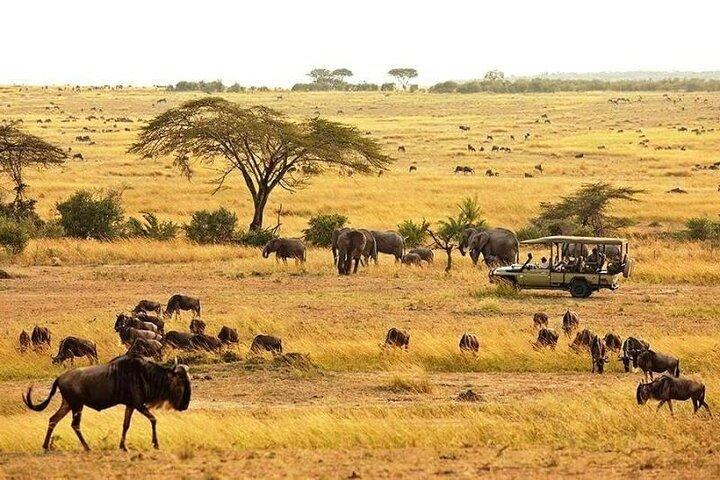 6 Dages Mid-Range Lodge Safari til Lake Manyara Serengeti Ngorongoro & Tarangire