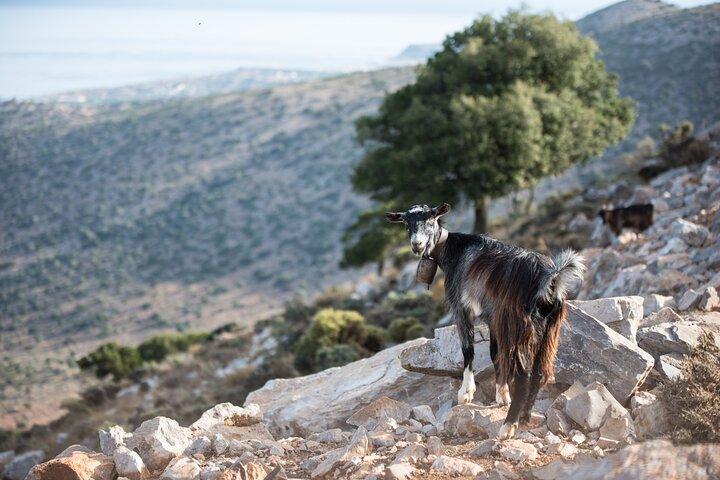 PRIVAT-Zeus’ Geburtshaus - Knossos-Olivenöl Fabrik-Alte Dörfer