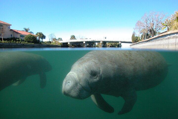 朝の水泳とシュノーケリング、マナティーガイド付きクリスタル リバー ツアー