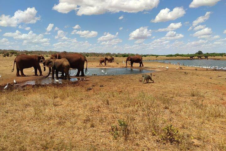 Safari de 1 día en Tsavo Este