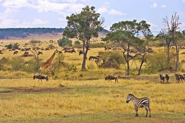 Maasai Mara 3 Day Guided Tour