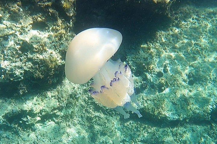 PULA：海の洞窟＆3島カヤックツアー,クリフジャンプ＆シュノーケリング付き