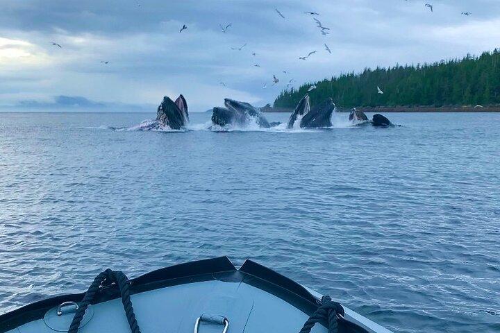 Anmeldelse af Ketchikan Zodiac Boat Adventure