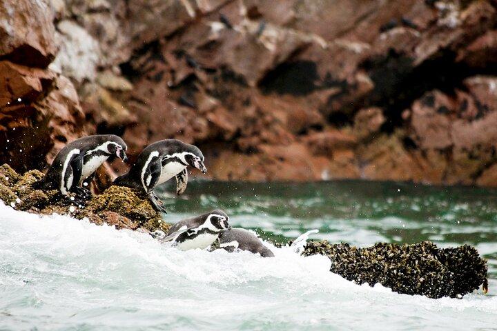 ピスコクルーズ発：バジェスタス諸島ツアーとパラカス保護区