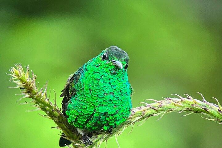 BirdwatchingTour between clouds and forest Monteverde