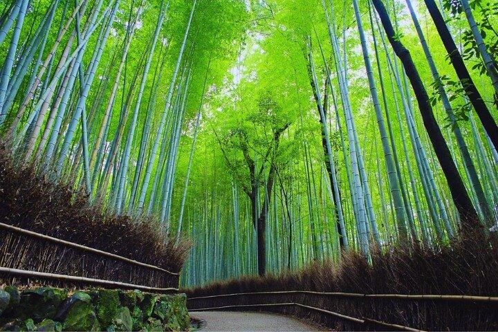大阪発：嵐山の森・勝尾寺・奈良公園ツアー