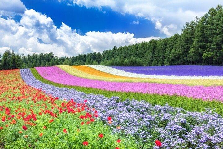 Hokkaidos højdepunkter fra Flower Blossom, Asahiyama Zoo og Blue Dam「Aoi-ike」!