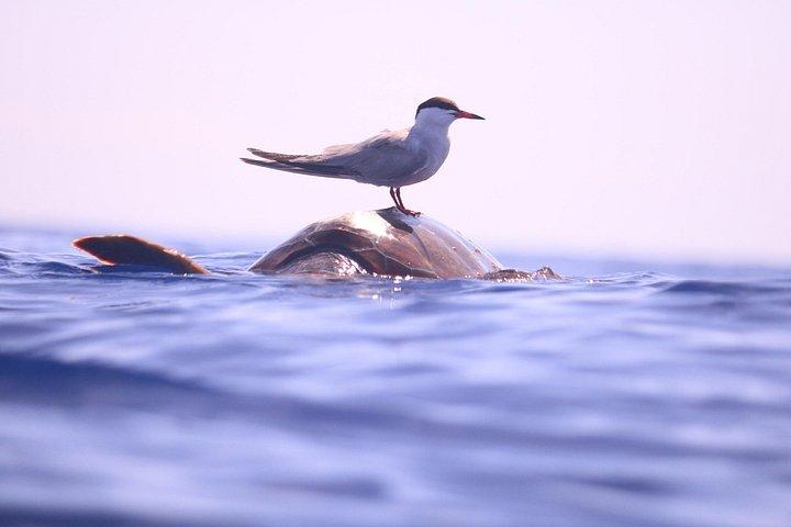 Whale and Dolphin Watching in Calheta, Madeira Island