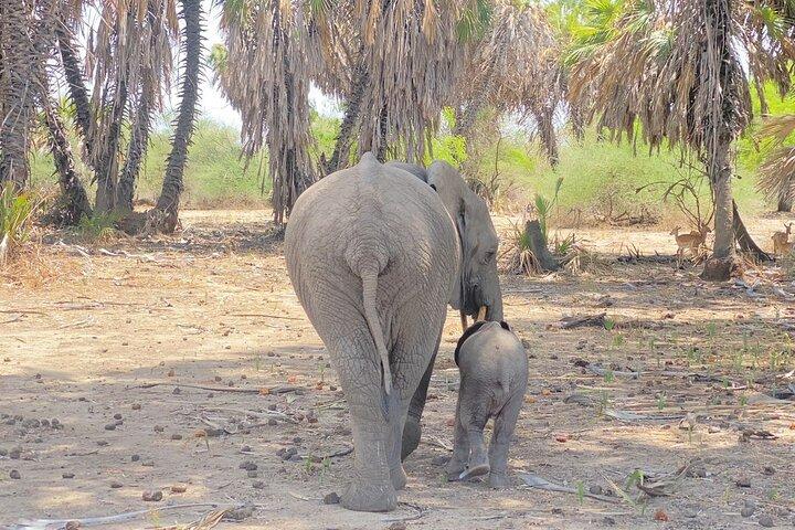 Vliegsafari vanaf Zanzibar