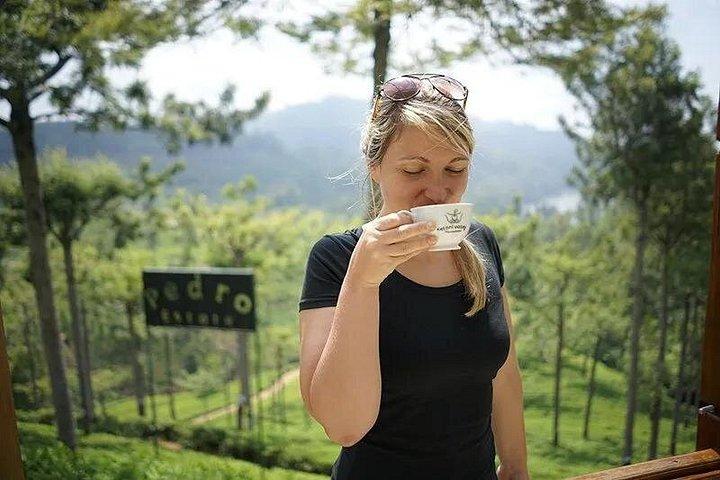 ヌワラ エリヤのハイライト : 滝、お茶、絵のように美しい列車に乗る