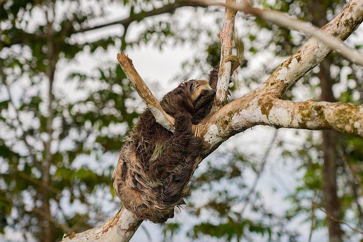 Into the Amazon Jungle 5D/4N at Amazon Tapiri Floating Lodge