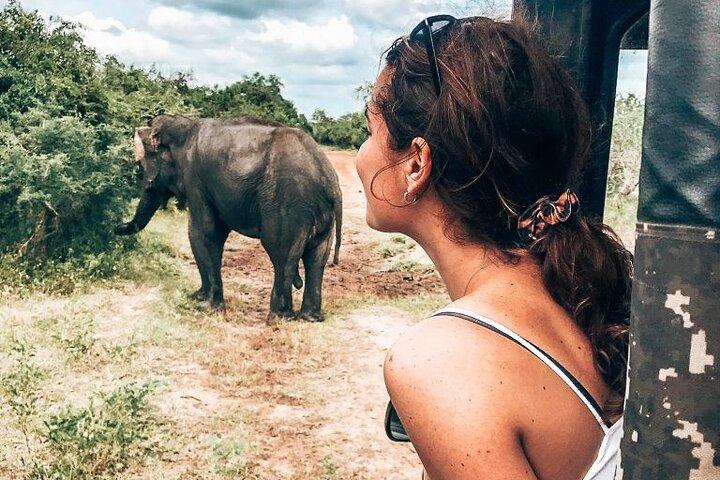 Majestueux mammifères du Sri Lanka: safari baleine et éléphant