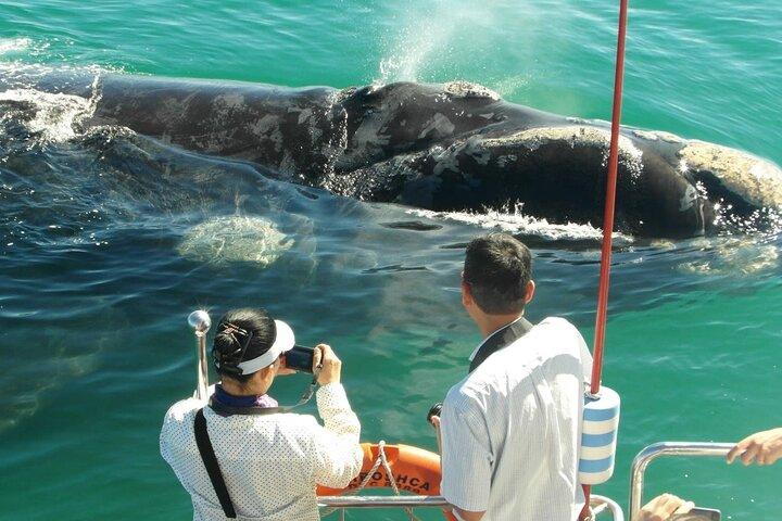 Majestueux mammifères du Sri Lanka: safari baleine et éléphant