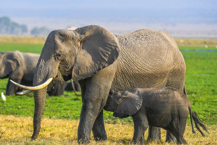 Lusso privato 3 giorni Parco Nazionale Amboseli