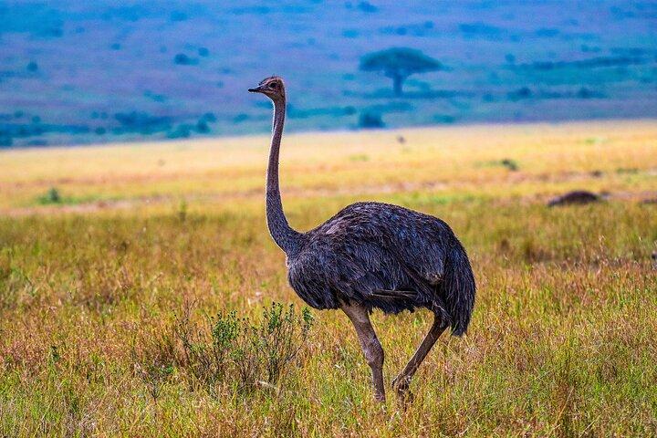 Lusso privato 3 giorni Parco Nazionale Amboseli