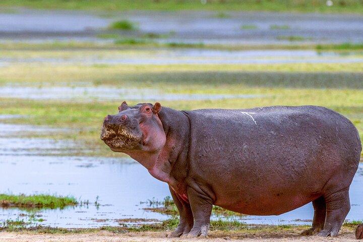 Lusso privato 3 giorni Parco Nazionale Amboseli