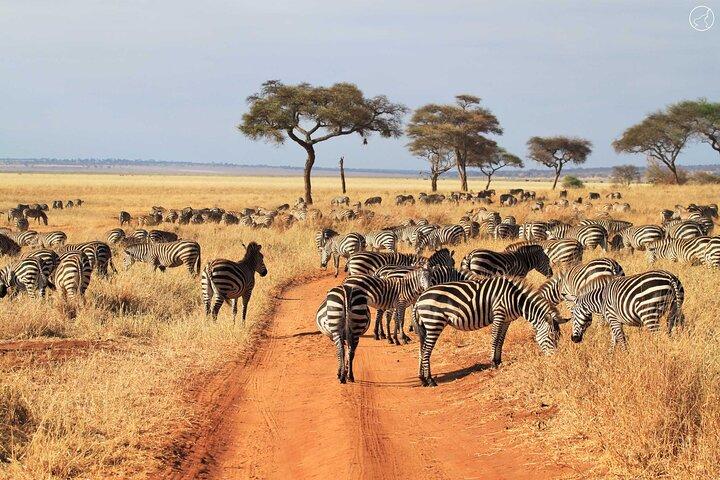 Tour económico de 3 días por Serengeti y Ngorongoro