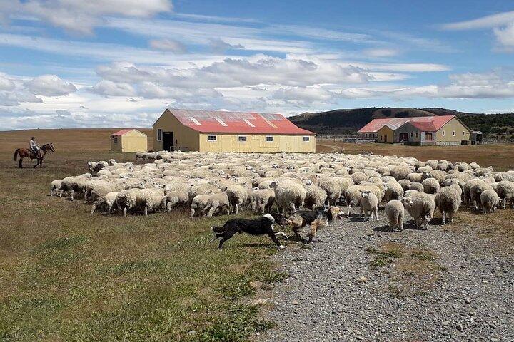 Estancia, de la comuna de Laguna Blanca