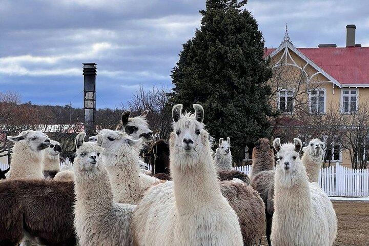 Estancia, de la comuna de Laguna Blanca