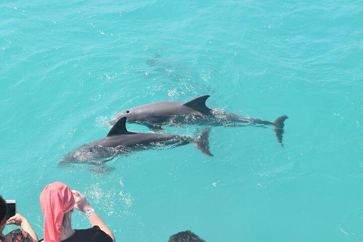 Key West Dolphin et plongée avec tuba