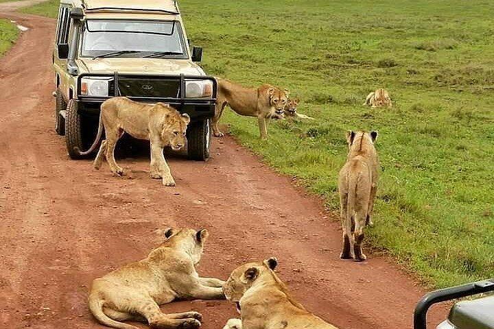 6 días de lujo Lodge Safari a Lake Manyara, Serengeti, Ngorongoro y Tarangire
