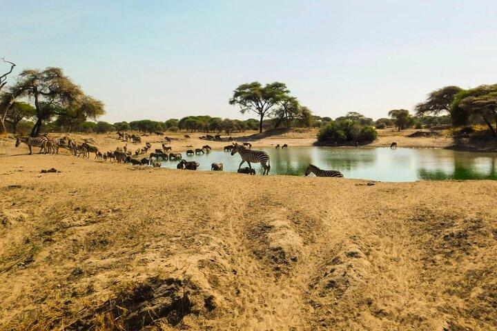 5 Days Mid-Range Lodge Safari till Lake Manyara, Serengeti & Ngorongoro.