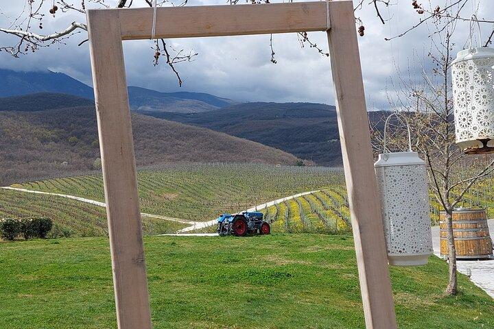 De Thessalonique à Naoussa, visite de dégustation de vin - excursion privée d'une journée