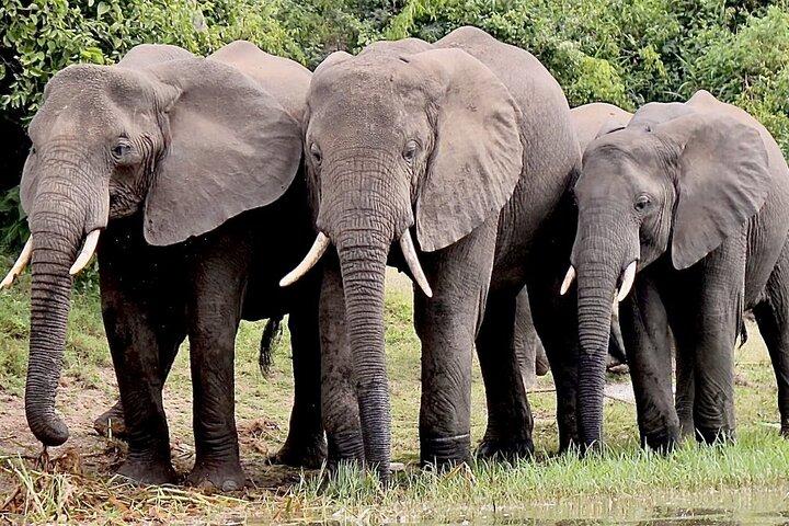 Tour económico de 3 días por Serengeti y Ngorongoro