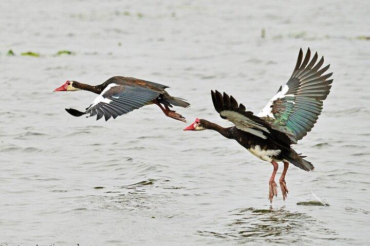 7 Tage Vogelbeobachtung, Murchison Fall Royal Mile und Big Five
