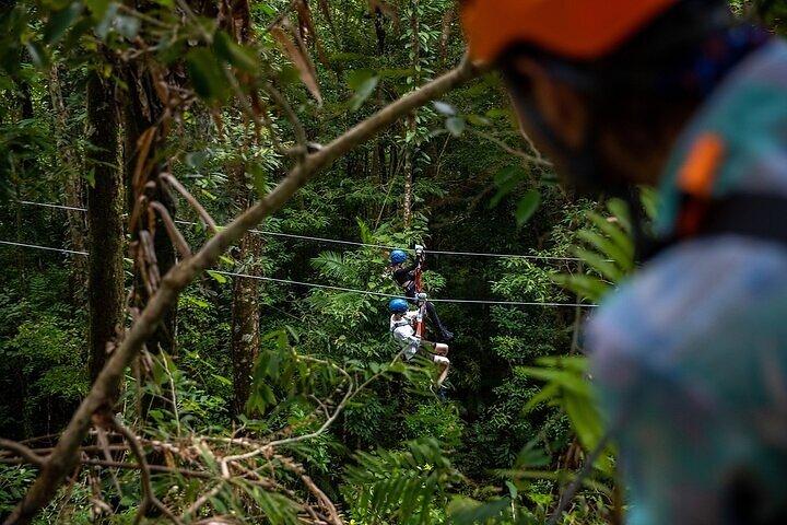Tirolesa Cape Tribulation com Treetops Adventures